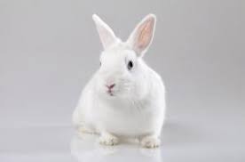 Check spelling or type a new query. White Vienna Rabbit Health Temperament Coat Health And Care Petguide Com