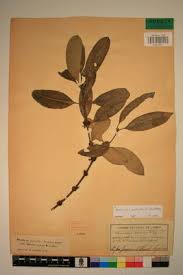 Image result for Pleiocarpa