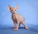 black sphynx - sphynx kittens - NOCOATKITTY SPHYNX