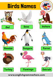 Birds Name With Pictures And Details Definition And Example Sentences Birds Names Vocabulary The Bodies Of Birds Which A Birds Name List Bird Species Animals