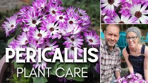 Image result for Pericallis