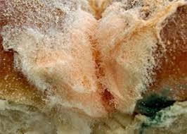 All About Pink Mold In Dishwasher Mold Cleans