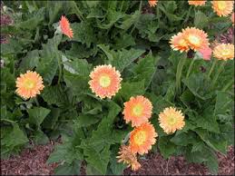 Image result for Gerbera jamesonii
