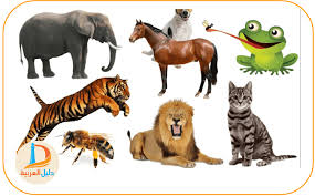 Course Miscellaneous Topics Section Animals In Arabic In 2020 Arabic Alphabet For Kids Alphabet Letter Crafts Letter A Crafts