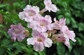 Image result for Podranea