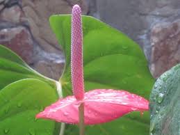 Image result for Cyrtanthus rhodesianus