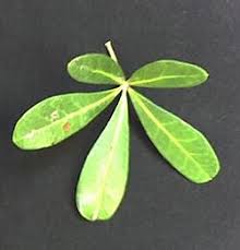 Image result for Rhoicissus revoilii