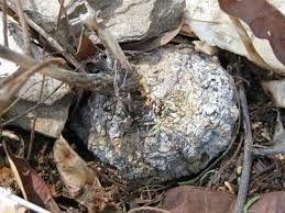 Image result for Raphionacme lanceolata