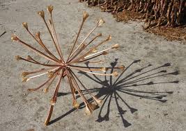 Image result for Brunsvigia