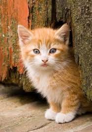 Super Cute Kitten Click To See Loads Of Great Pictures Of Cats And Kittens To Brighten Your Day Kittens Cutest Pics Of Cute Cats Cute Cats