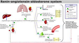 The Renin Angiotensin Aldosterone System Renin Release