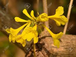 Types of yellow flowers in india. Indian Yellow Flowers Stock Photo Picture And Royalty Free Image Image 18651534