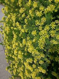 Image result for Gnidia