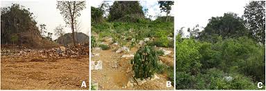 Ada banyak cara menanam cabe sebagai tanaman unggul. Apakah Menanam Pohon Memang Bermanfaat Bagi Kelestarian Bumi Bagian 2 Mongabay Co Id Mongabay Co Id