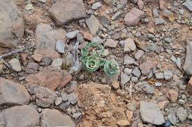 Image result for Dipcadi rigidifolium