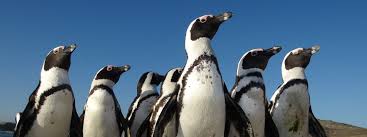 Looking for the hockey team or thought penguin was on the pizza parlor's menu? Bird Flu In Namibia S Penguins Wanes After Killing Nearly 500
