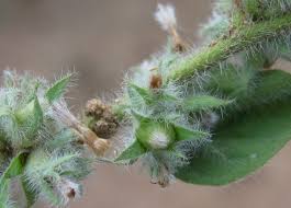 Image result for Seddera