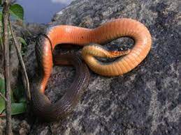 Species Profile Red Bellied Watersnake Nerodia Erythrogaster Srel Herpetology Snake Belly Species