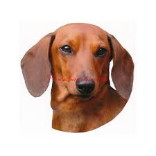 Image result for jezevčík hladkosrstý