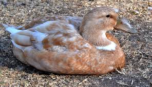 However, they're not for everyone and as would expect with any other pet, keeping ducks do come with there's nothing better than fresh eggs for breakfast in the morning, is there?! 6 Duck Breeds To Raise For Eggs Hobby Farms