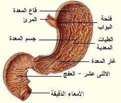 جسد محمد عندكم وتعاليمه عندنا لماذا أمرنا النبي صلى الله عليه وسلم أن لا نملأ المعدة من الأ books free download pdf blog posts wifi hack