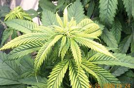 Image result for Zinc Deficiency