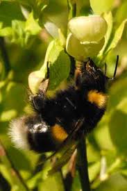 Image result for Bombus cryptarum