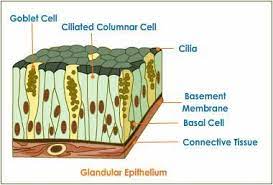 Total 3 Average 5 5 What Are The Types Of Epithelial Tissue Epithelial Tissue Epithelial Tissue Is A Simplest As A Protect Aplustopper Com Layers Of Skin Basement Membrane Basal Cell