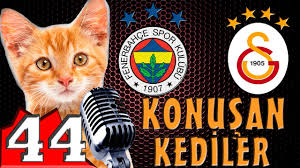 Fb Gs Derbi Ozel Konusan Kediler 44 En Komik Kedi Videolari Psg Blog