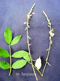 Image result for Indigastrum parviflorum