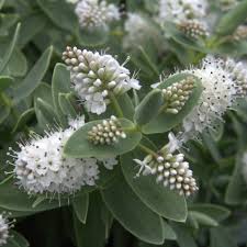 Последние твиты от hebe (@hebeindc). Buy Shrubby Veronica Hebe Albicans 18 99 Delivery By Crocus