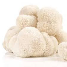 In the wild, lion's mane can grow up to 40 cm in diameter (stamets, 2005). Local Lion S Mane Mushrooms 16 Oz Locally Grown Desert Spoon Food Hub