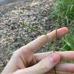 Image result for Urochloa eminii