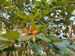 Image result for Monotes engleri