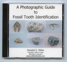 Peace River Mammal Teeth And Others Fossil Id The