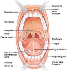 Ch23 Oral Cavity I Walls