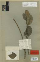 Image result for Phragmanthera cornetii