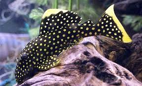 Book your next wels vacation today! Orangesaum Prachtharnischwels Baryancistrus Xanthellus Fischlexikon