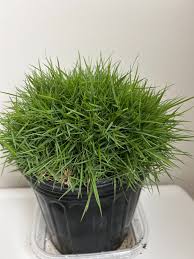 Image result for Stolzia williamsonii