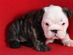 This is certainly not an exhaustive list, but here are a few of the most popular dog breeds English Bulldog Breeders Near Me Petfinder