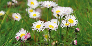 Fiori gialli tipo margherite from cdn.pixabay.com. Il Prato Fiorito Con Le Margherite E Piu Bello E Facile Cose Di Casa