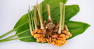 Image result for Afroligusticum runssoricum