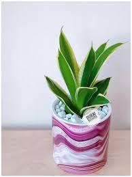 Check spelling or type a new query. Dubai Succulents Plants Shop Home Facebook