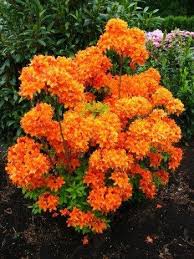 Azaleen sind an blühfreude und farbenpracht kaum zu überbieten. Garten Azalee Golden Eagle