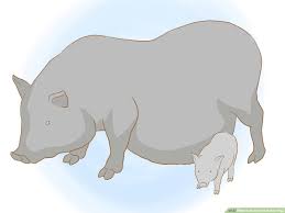 Sows and gilts have an average 21 day heat cycle, although this can range from 17 to 25 days. How To Breed Pot Bellied Pigs 12 Steps With Pictures Wikihow