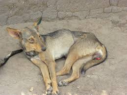 A diagnosis of cancer is something no pet owner wants to hear. 11 000 Year Old Living Dog Cancer Reveals Its Secrets