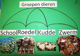 Dieren In Groepen Dieren De Dierentuin Wilde Dieren