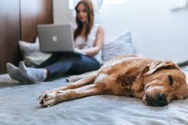 Tips For Taking Care Of Your Dog And Working A Full Time Job Dgp For Pets Pets Healthy Pets Dogs
