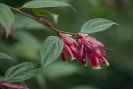 Image result for Ericaceae