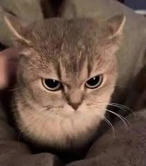 Photo of a brown tabby cat, nose scrunched up in annoyance as it examines the camera being shoved in its face.